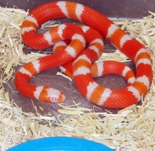 Rắn Sữa – Milk Snake