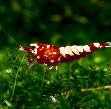  Red Galaxy Shrimp