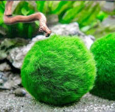 Rêu MossBall 