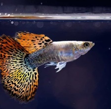 Rồng Đỏ Guppy