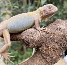 Rồng Hypo translucent Iguana 