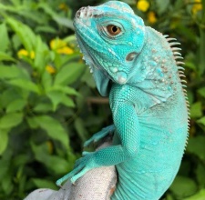 Rồng Nam Mỹ Blue – Iguana