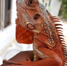 Rồng Nam Mỹ Đỏ – Red Iguana