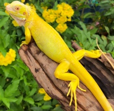 Rồng Nam Mỹ Vàng – Albino iguana