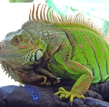 Rồng Nam Mỹ Xanh – Green Iguana