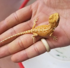 Rồng Úc Bearded Dragon