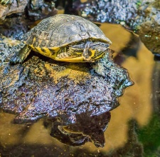 Rùa Bụng Vàng – Yellow Belly Turtle