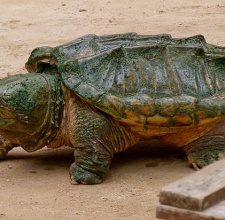 Rùa cá sấu cảnh – Alligator Snapping Turtle