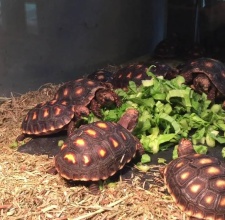 Rùa Chân Đỏ – Red Foot Tortoise