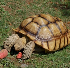 Rùa châu phi – Sulcata Tortoise