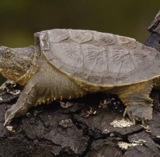 Rùa Common Snapping Turtle