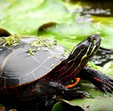 Rùa Eastern Painted Turtle