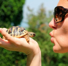 Rùa Hermann Tortoise