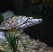 Rùa Kim Cương – Diamondback Terrapin