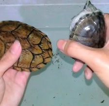 Rùa lưỡi dao – Razor Turtle