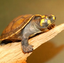 Rùa Ninja – Yellow Spotted River Turtle