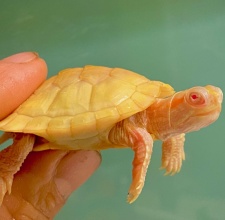 Rùa Tai Đỏ Albino – Albino Red Eared Slider Turtle 