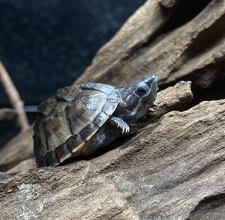 Rùa Xạ Hương – Common Musk Turtle