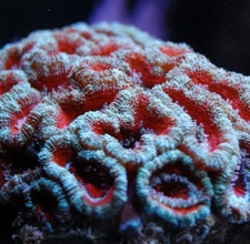 San Hô ACAN – ACANTHASTREA