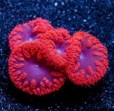 San Hô BLASTO – BLASTOMUSSA CORAL