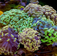 San Hô BÚA – HAMMER CORAL