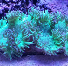 San Hô DẸT – ELEGACE CORAL