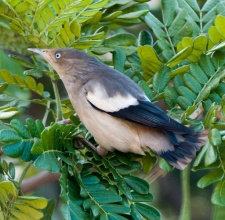 Sáo sành Sturnia Sinensis