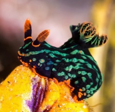 Sên Biển – Nudibranch