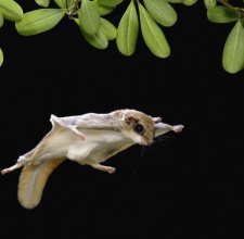 Sóc bay Úc – Sugar Glider