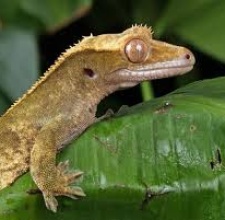 Tắc kè Crested Gecko