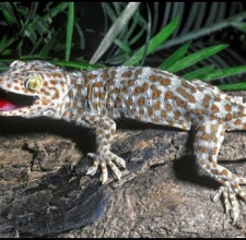 Tắc Kè (Genus Gecko)