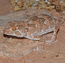 Tắc Kè Helmeted Gecko