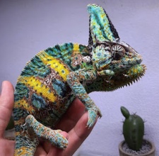 Tắc Kè Hoa Đổi Màu Veiled Chameleon