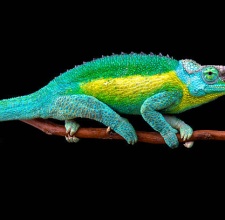 Tắc Kè Hoa Jackson Chameleon