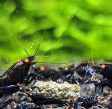 Tép Black Devil Shrimp