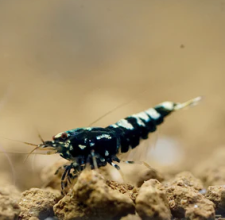 Tép Black Galaxy BOA Shrimp