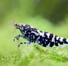 Tép Black Galaxy Tiger Shrimp