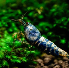 Tép BlueBolt Shrimp