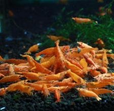 Tép Cam Orange Shrimp