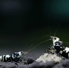 Tép Cảnh Black Fancy Tiger Shrimp