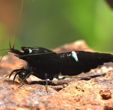 Tép Cảnh Kingkong