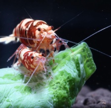 Tép Cảnh Red Galaxy Tiger Shrimp