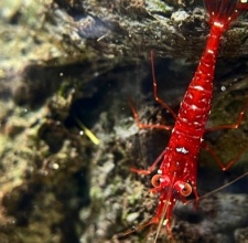 Tép Cảnh Sulawesi Red Orchid