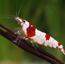  Tép Ong Đỏ - Red Bee Shrimp