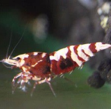 Tép Red Fancy Tiger Shrimp