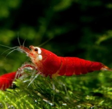 Tép Red Santa Shrimp