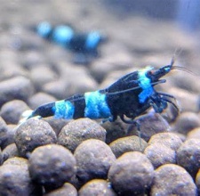 Tép Shadow Panda Shrimp