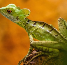 Thằn Lằn Cảnh Green Basilisk