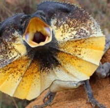 Thằn Lằn Cổ Bướm Frilled Lizard