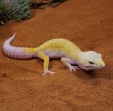 Thằn Lằn Da Báo Leopard Gecko